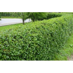 Vtáčí zob obyčajný (Ligustrum Vulgare) ´ATROVIRENS´ - výška 80-120 cm, kont. C3L